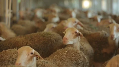Flock of sheep Stock Footage 74407309