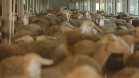 Flock of sheep Stock Footage 74407327