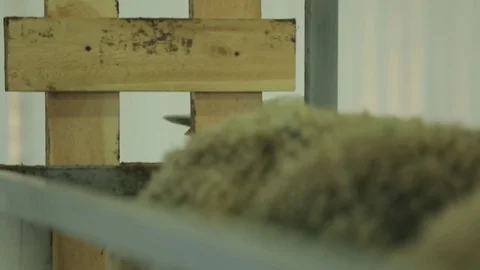 Flock of sheep Stock Footage 74407520