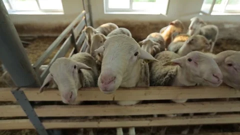 Flock of sheep Stock Footage 74407695