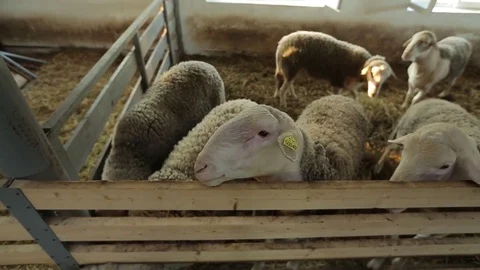 Flock of sheep Stock Footage
