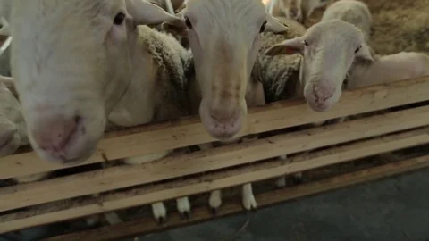 Flock of sheep Stock Footage 74407722