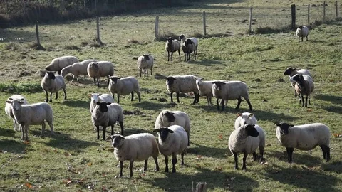 A flock of sheep Stock Footage 82571574