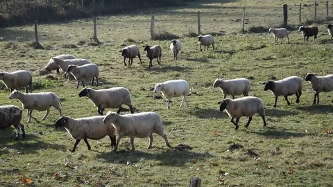A flock of sheep Stock Footage 82572919