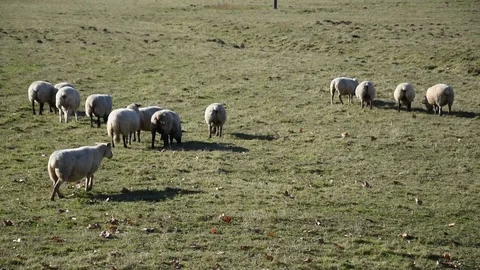 A flock of sheep Stock Footage 82620607