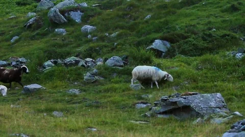 Flock of sheep Stock Footage 82872951
