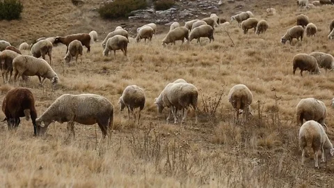 Flock of Sheep Stock Footage 97444251