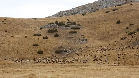 Flock of Sheep Stock Footage 97445603