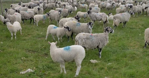 Flock of sheep Stock Footage 97856834