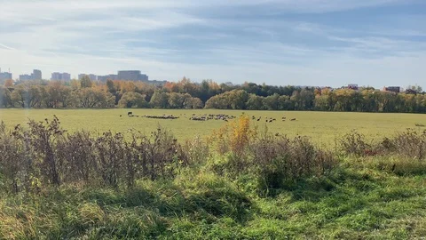 Flock of sheep Stock Footage 117715754