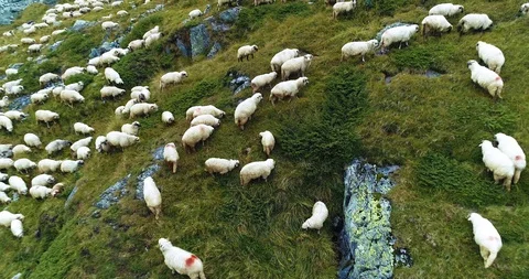 Flock of sheep Stock Footage 128758887