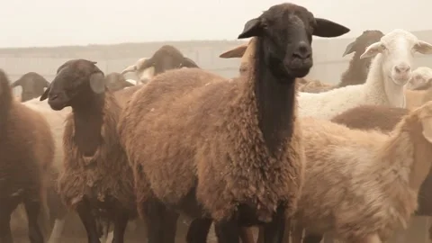 Flock of sheep Video stock 130639091