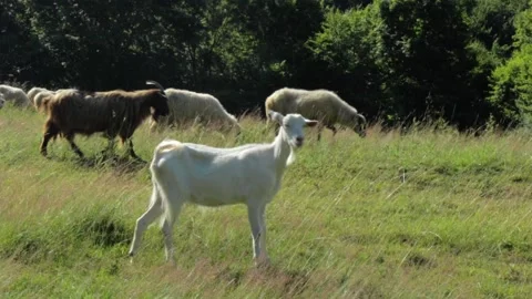 Flock of sheep Stock Footage 135167278