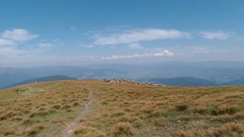 A flock of sheep Stock Footage 138591672
