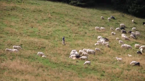 Flock of Sheep Stock Footage 140916947