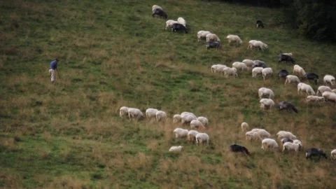 Flock of Sheep Stock Footage 140916949