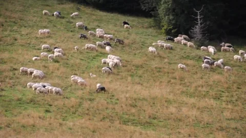 Flock of Sheep Stock Footage 140916955