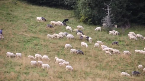 Flock of Sheep Stock Footage 140916965