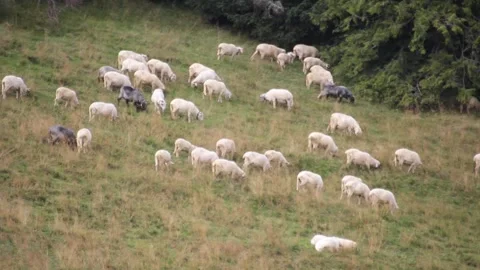 Flock of Sheep Stock Footage 140916977