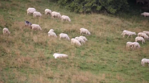Flock of Sheep Stock Footage 140916978