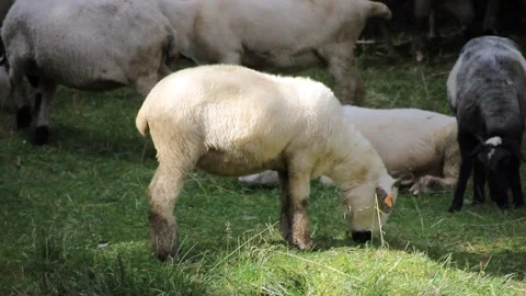 Flock of Sheep Stock Footage 140916992