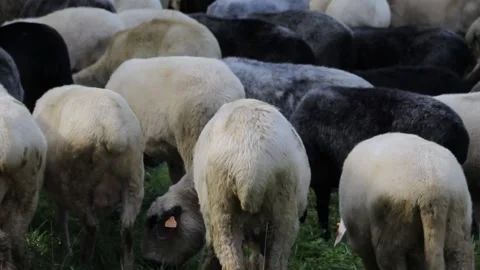 Flock of Sheep Stock Footage 140917027