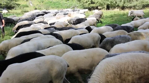 Flock of Sheep Stock Footage 140917030