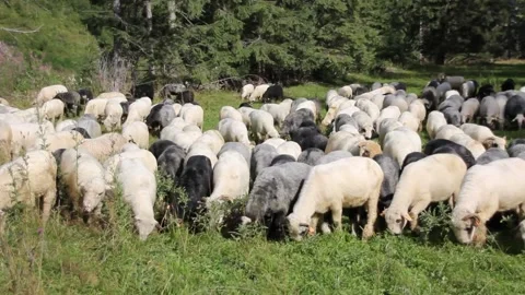 Flock of Sheep Video stock 140917053