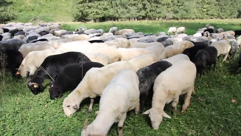Flock of Sheep Stock Footage 140917056