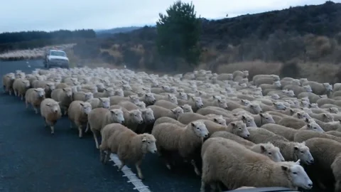 Flock of sheep Stock Footage 143426195