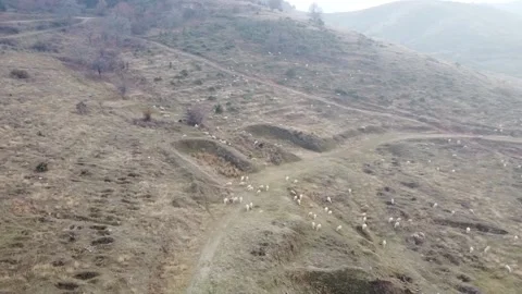 Flock of sheep Stock Footage 145150893