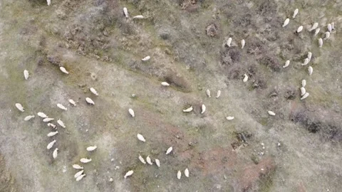 Flock of sheep Stock Footage 145151615