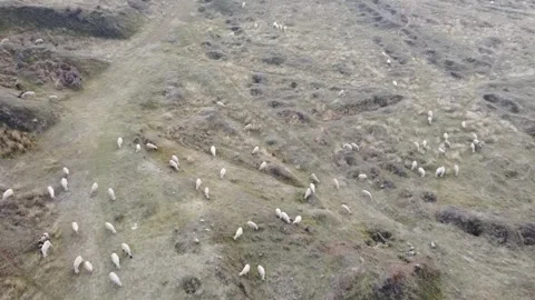 Flock of sheep Stock Footage 145151693