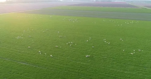 Flock of sheep 库存影片 149266877