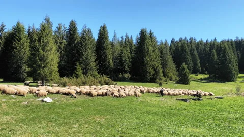 A flock of sheep 스톡 동영상 157583029