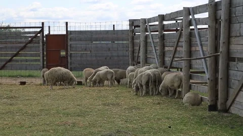 A FLOCK OF SHEEP Stock Footage 158124429