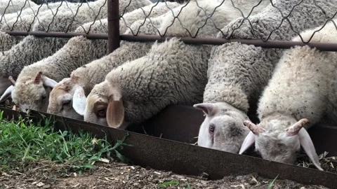 Flock of sheep Stock Footage 168604386