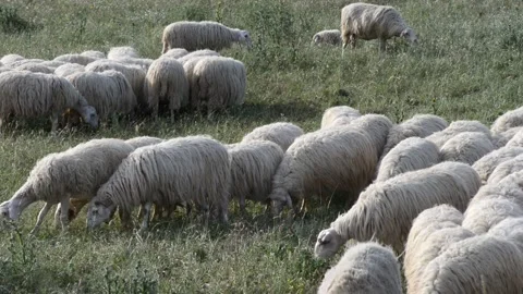 Flock of sheep Stock Footage 196169773