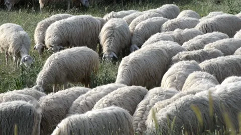 Flock of sheep Stock Footage 196169793