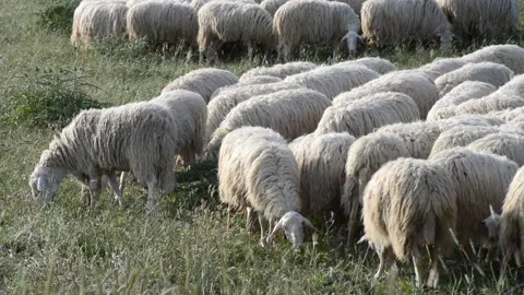 Flock of sheep Stock Footage 196169873