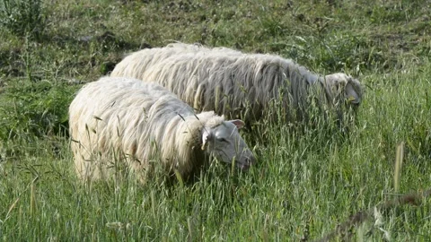 Flock of sheep Stock Footage 196170027