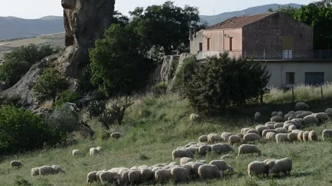 Flock of sheep Stock Footage 196170179