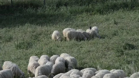 Flock of sheep Stock Footage 196170299