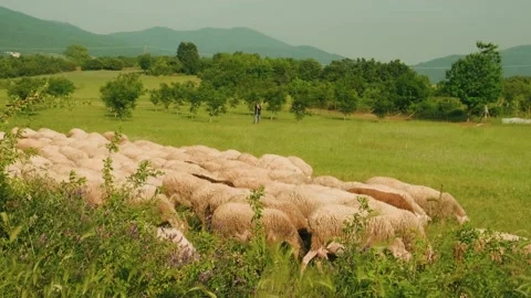 Flock of sheep Stock Footage 198737802