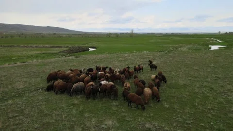 Flock of sheep Video stock 241115144