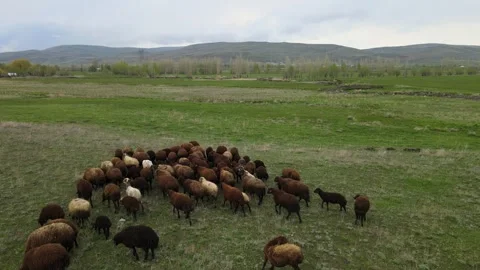 Flock of sheep Stockbeeldmateriaal 241115442