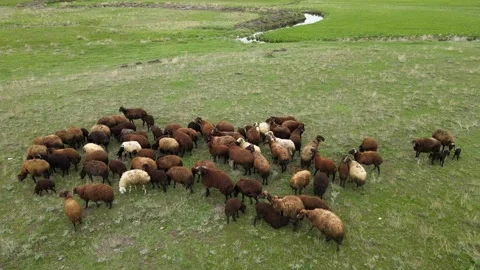 Flock of sheep Stock Footage 241115443