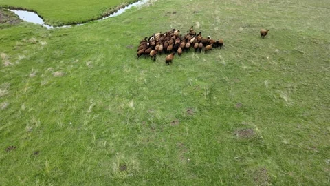 Flock of sheep Stock-Footage 241116493