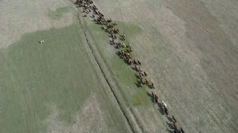 Flock of sheep Stock Footage 258046906