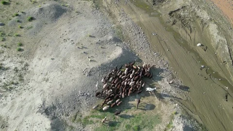 Flock of Sheep Video stock 274532992